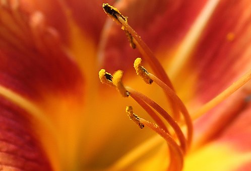 Blomster, Orange Blomster, I, Natur