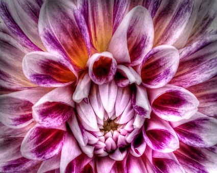Blomster, Georginer, Havearbejde, Natur