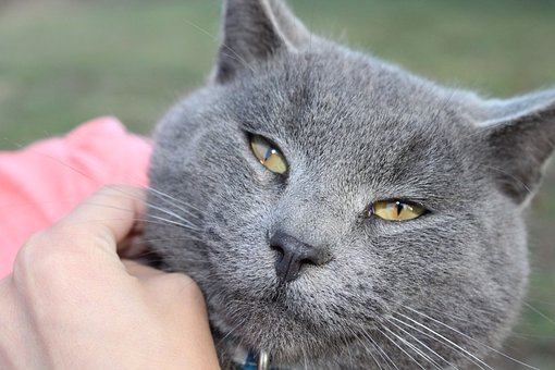 Free Cat Stare photo and picture