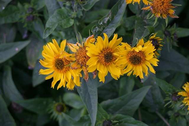 Las Flores En El Parterre, Casa De Campo