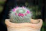 fat plants, flowers, garden