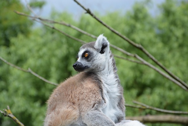 Free Lemur Head Profile photo and picture