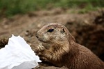 prairie dog, animals, wildlife photography