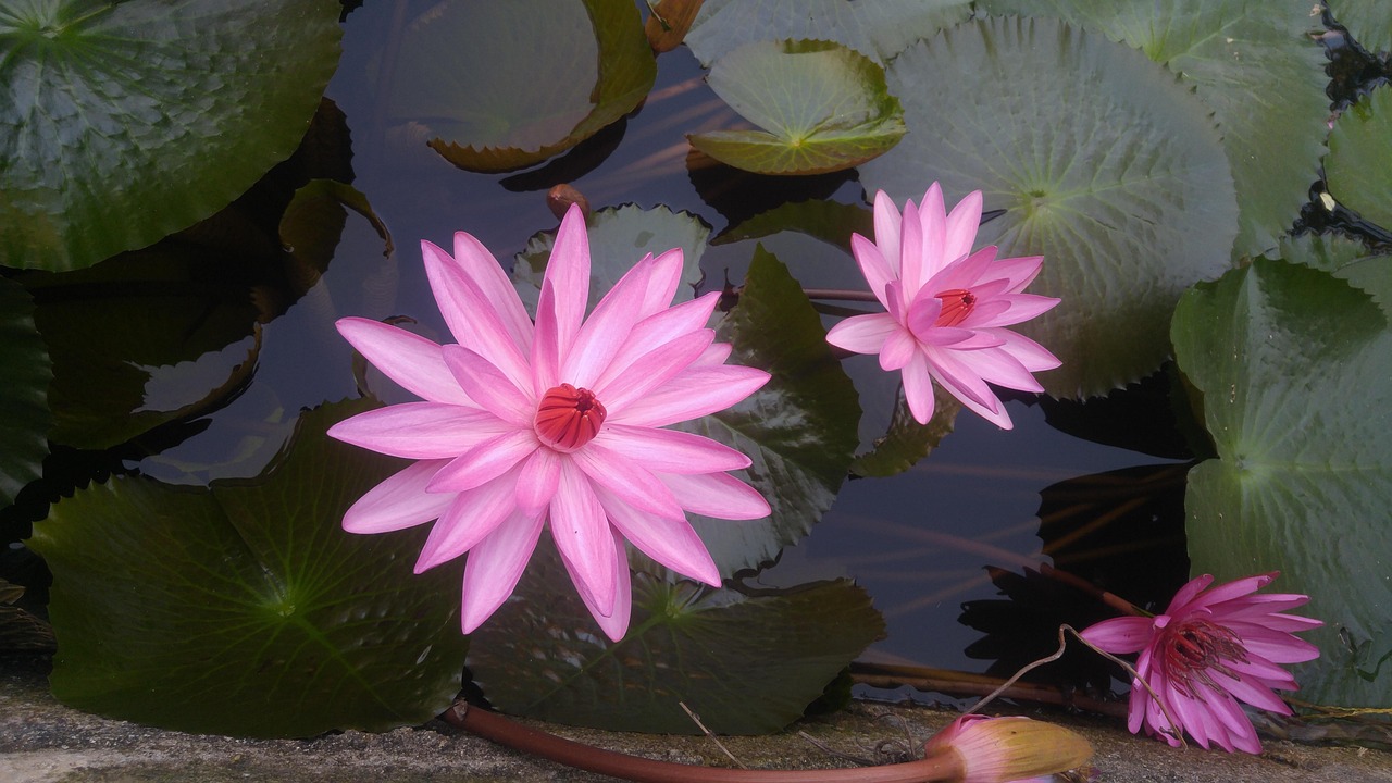 10+ Free Pink Gun & Pink Images - Pixabay