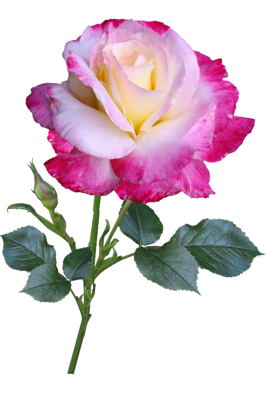 Rose Flower Stem Double Free Photo On Pixabay