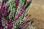 heather, colored, violet