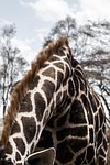 giraffe, africa, nature