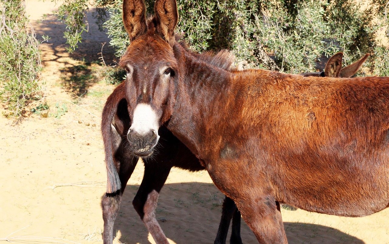 Burros Animales Foto gratis en Pixabay Pixabay