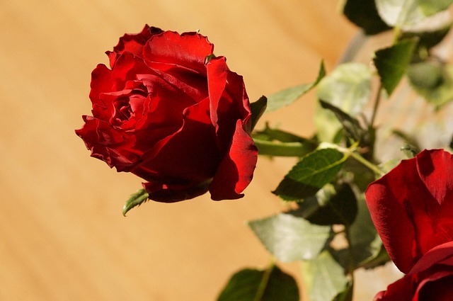Free Pink Beautiful Flowers photo and picture