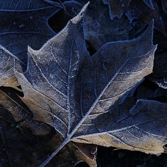 Frost, Blad, Frosset, Efterår, Kold