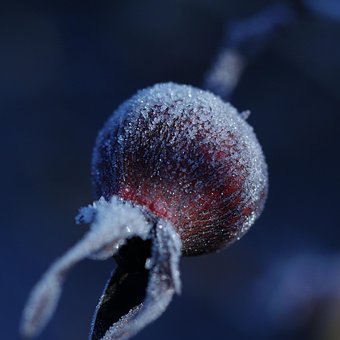 Frosset, Vinter, Rose, Frost, Kold, Jul
