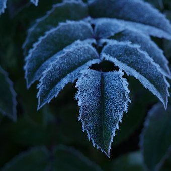 Frosset, Frost, Is, Blade, Planter, Kold