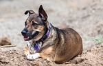 dog, shepherd dog, kelpie cross