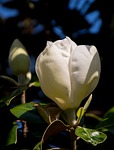 magnolia, flower, bloom