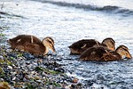ducks, chicks, water bird