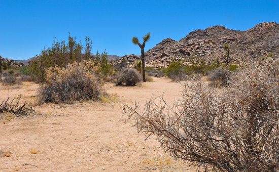 Free Joshua Tree Desert photo and picture