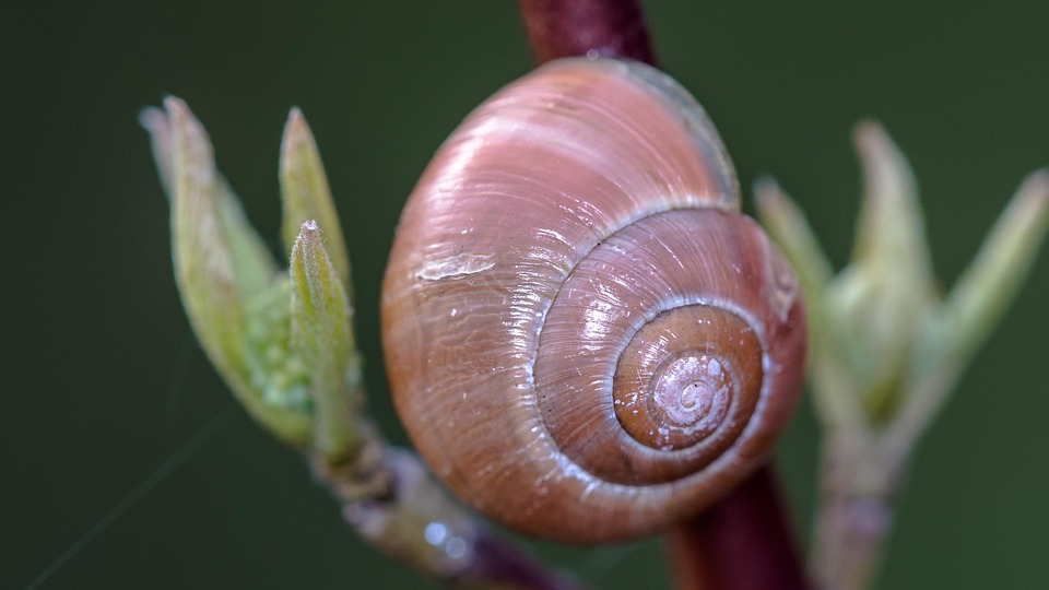 Shell Flower Nature Close - Free photo on Pixabay - Pixabay