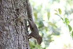 squirrel, nuts, nature