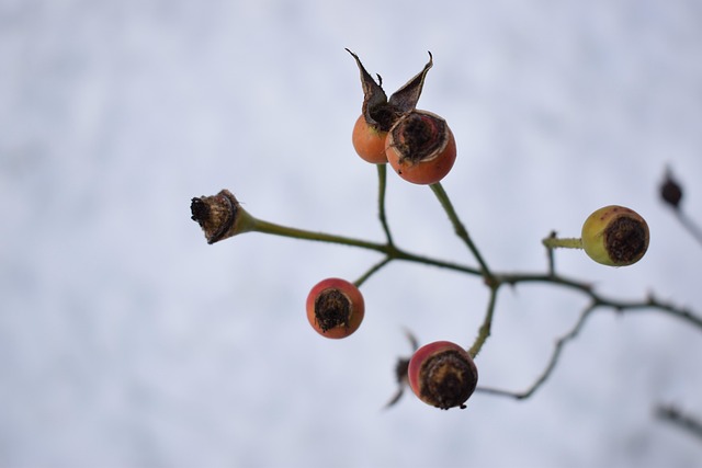 Free Winter Plant photo and picture