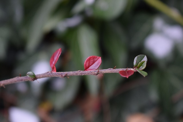 Free Branch Leaf photo and picture