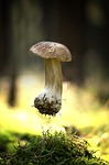 mushroom, eat, autumn