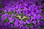 butterfly, caterpillar, insect