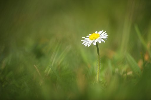 Margarita, Flor, Blanco, Planta