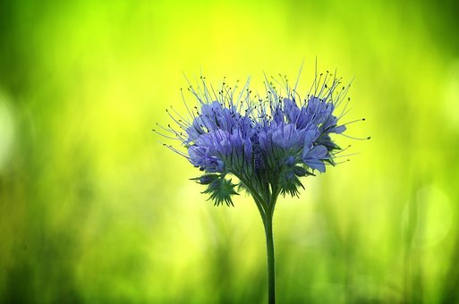 Flor, Copetudo Hermoso, Flor Copetuda