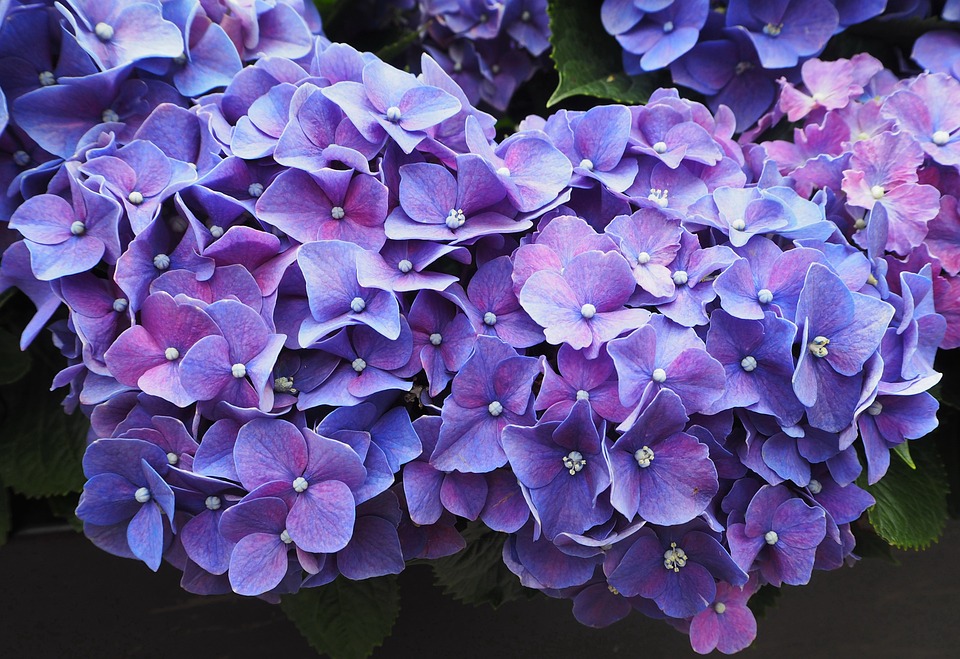 purple flowers blossom free photo on pixabay purpple flowers