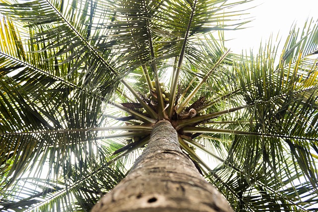 Baum, Kokosnuss