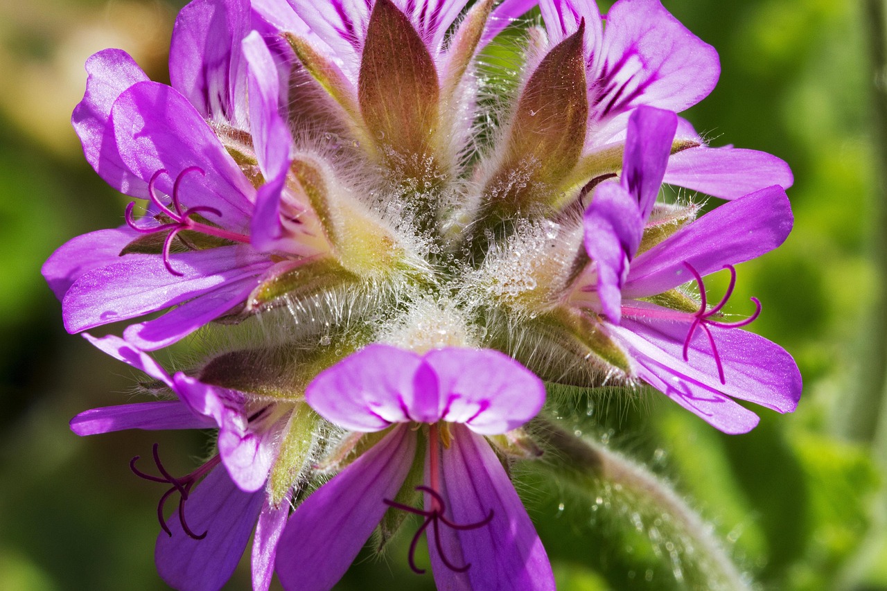 Page 2 - 200+ Free Pelargonium & Geranium Images - Pixabay