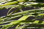pony tail palm, leaf, leaves