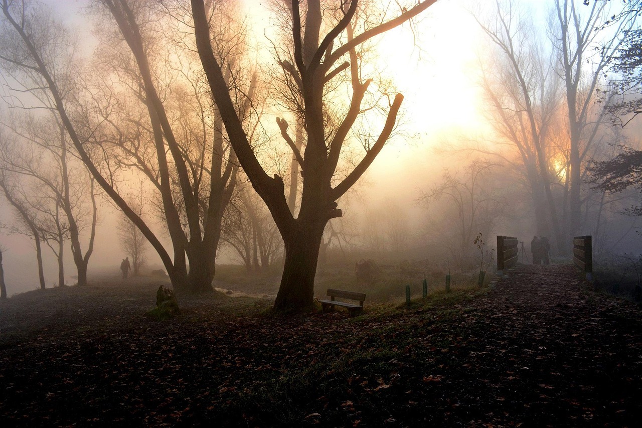 Free Fog Light photo and picture