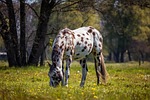 horse, appaloosa, nature
