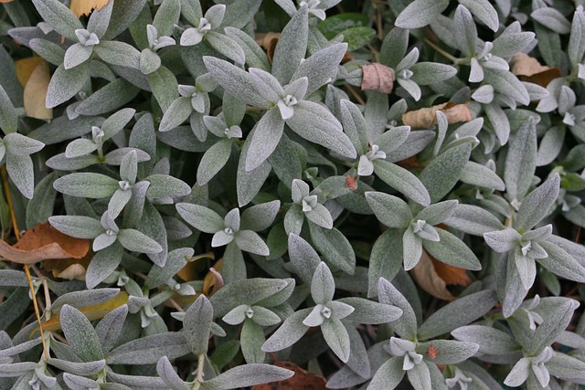 Macro, Cama De Flores, Encantadora