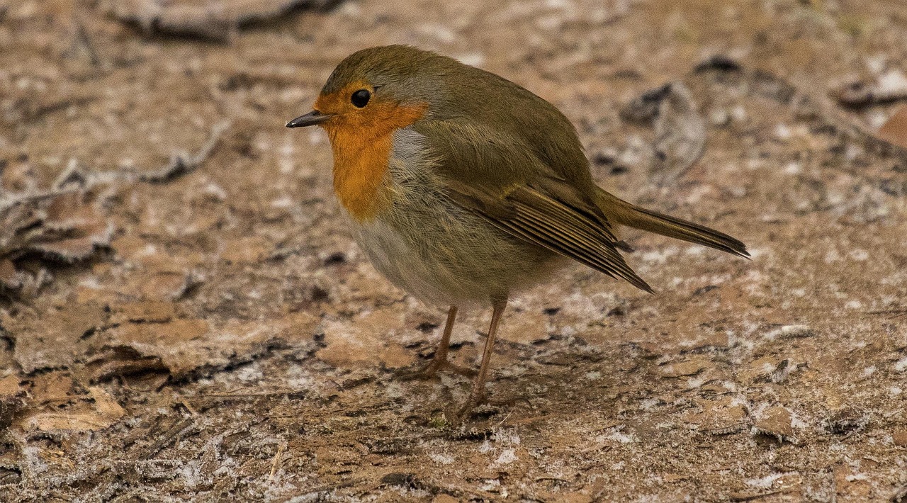 Pájaro Animal Naturaleza - Foto gratis en Pixabay - Pixabay