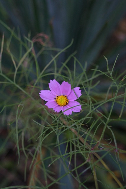 Flor Purpura, Macro, Flor, Naturaleza