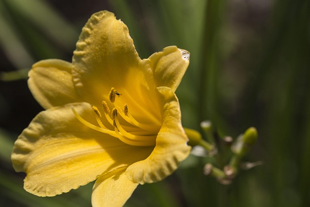 Fiore in vetro ruggine magia floreale120 cm giallo fiore in Fiore in vetro ruggine magia floreale120 cm giallo fiore in
