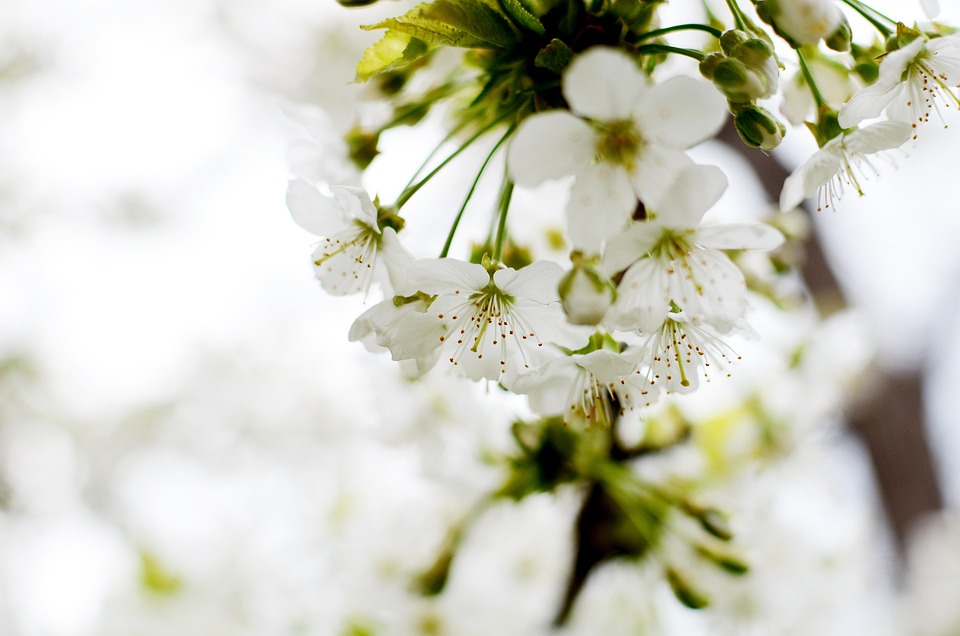 Spring Nature Signs Of - Free photo on Pixabay