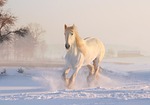 christmas, winter, snow