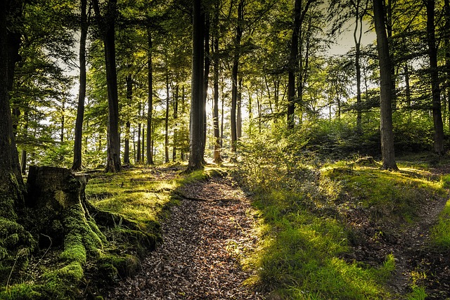 Free Forest Still King photo and picture