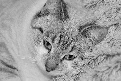 0以上の無料写真を白黒 白黒画像 Pixabay