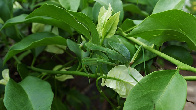 Insecto, Manta Religiosa, Ramita, Verde