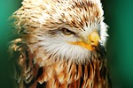 bird bird-of-prey, buzzard, bird of prey