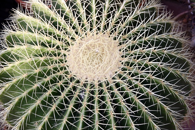 Free Cactus Cacti photo and picture