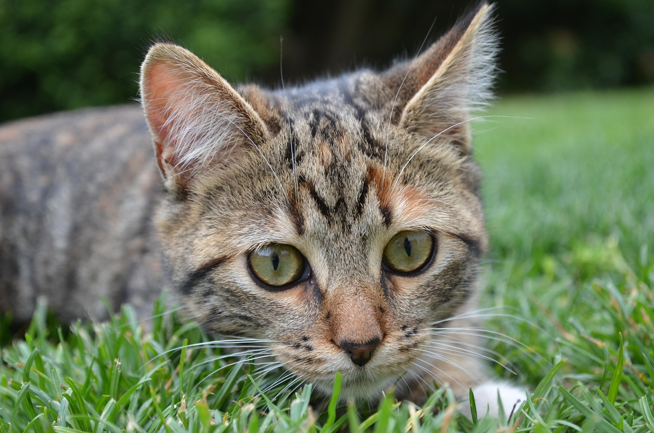 Cat - free online jigsaw puzzle photo