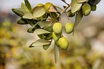 olives, trees, fruit