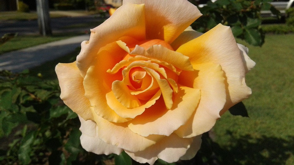 Spring Yellow Roses Images Flower Spring Yellow - Free photo on Pixabay - Pixabay