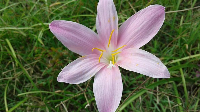 Free Flower Purple photo and picture