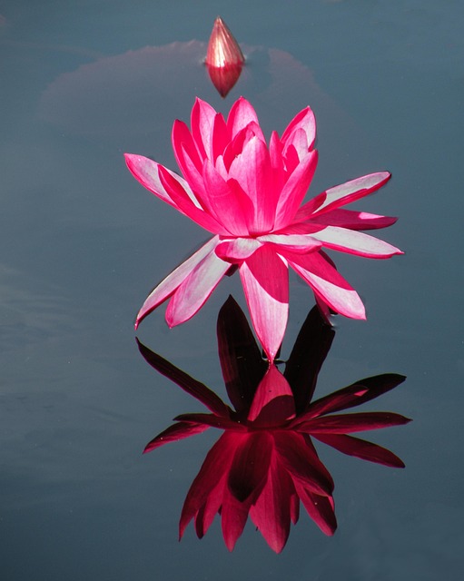Free Water Lily Hot Pink photo and picture
